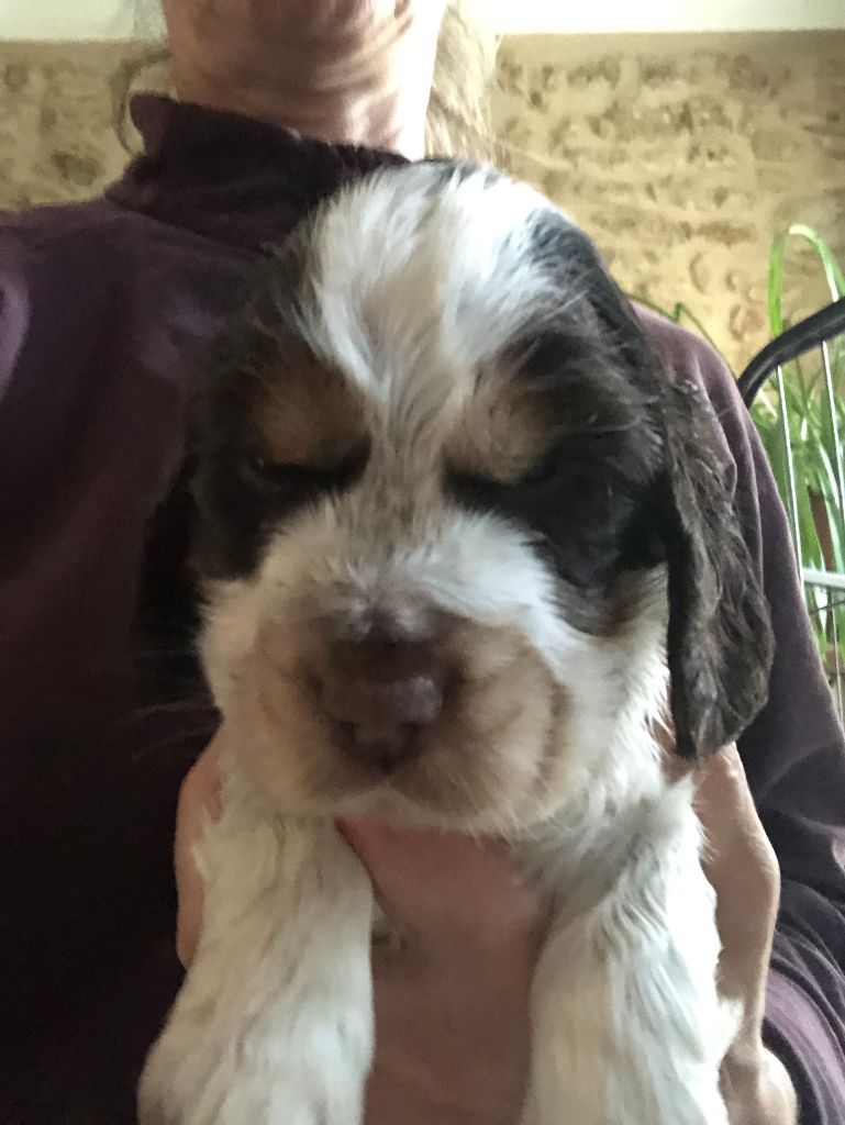 Du Clos De Jollieton - Chiot disponible  - Cocker Spaniel Anglais