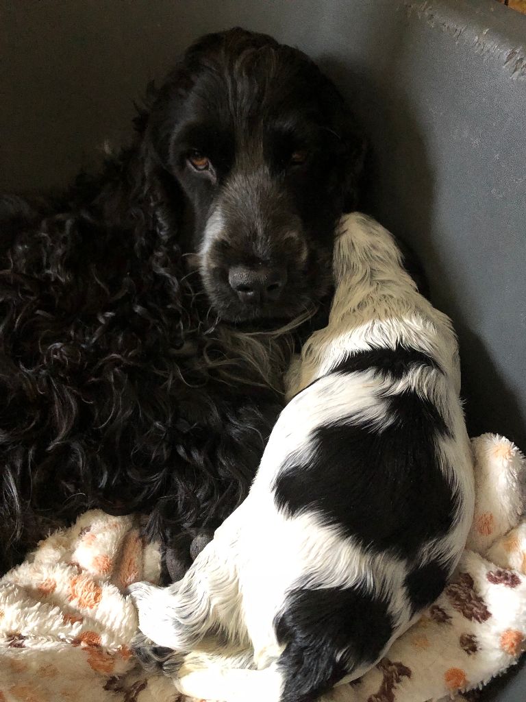 chiot Cocker Spaniel Anglais Du Clos De Jollieton