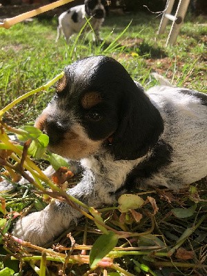 Digger (Under Dog)