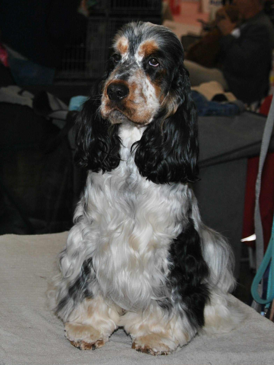 Valentino Du Clos De Jollieton