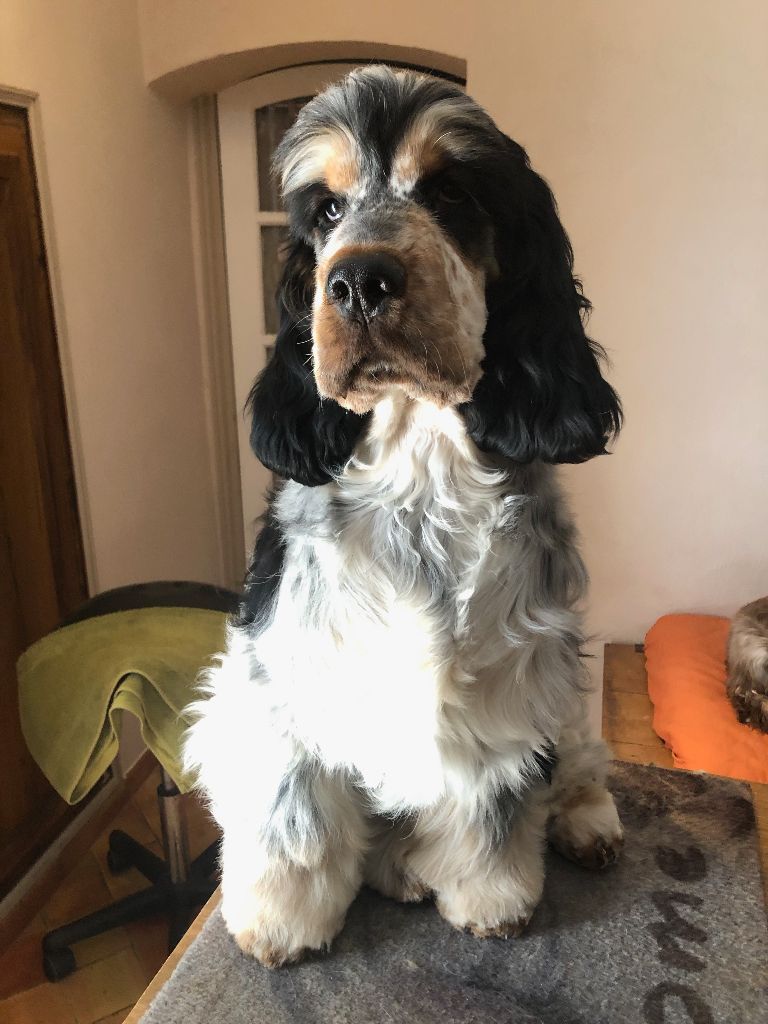 Valentino Du Clos De Jollieton
