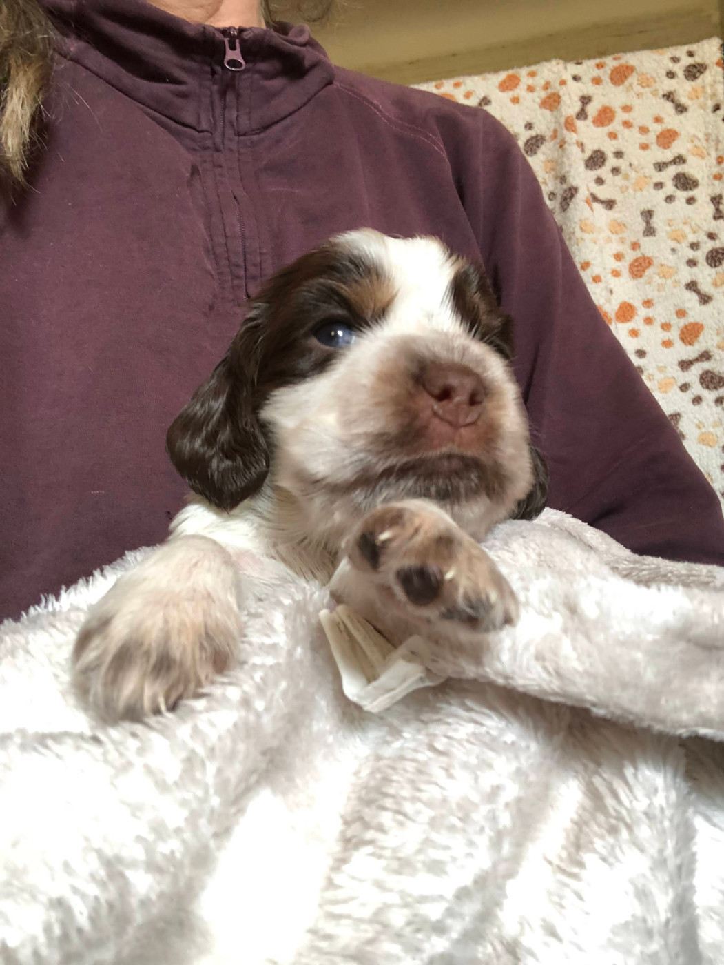 Du Clos De Jollieton - Chiots disponibles - Cocker Spaniel Anglais