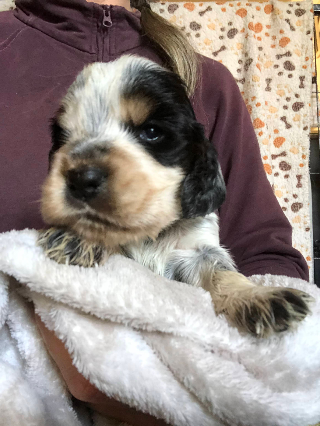 Du Clos De Jollieton - Chiots disponibles - Cocker Spaniel Anglais