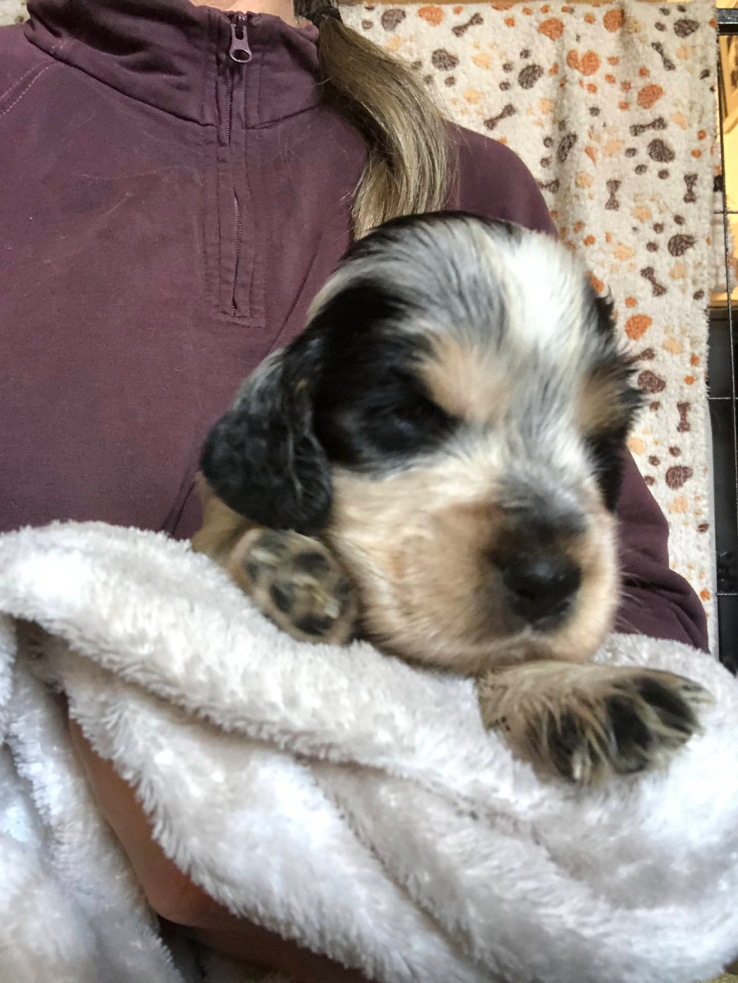 Du Clos De Jollieton - Chiots disponibles - Cocker Spaniel Anglais