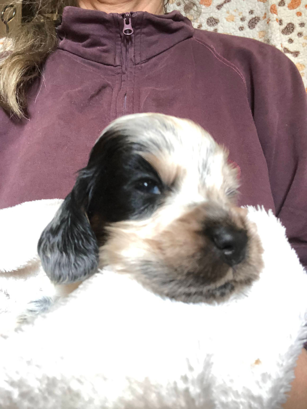 Du Clos De Jollieton - Chiots disponibles - Cocker Spaniel Anglais