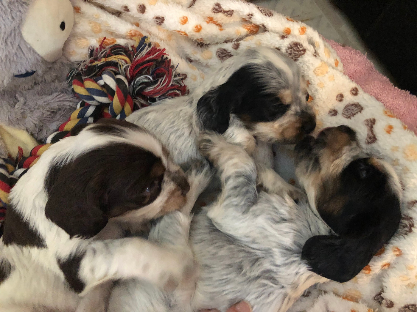 Du Clos De Jollieton - Chiots disponibles - Cocker Spaniel Anglais